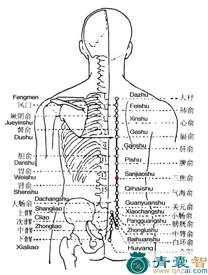 三焦俞穴的主治功效位置图解-青囊智