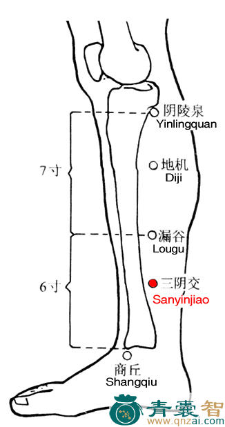 三阴交穴的主治功效位置图解-青囊智