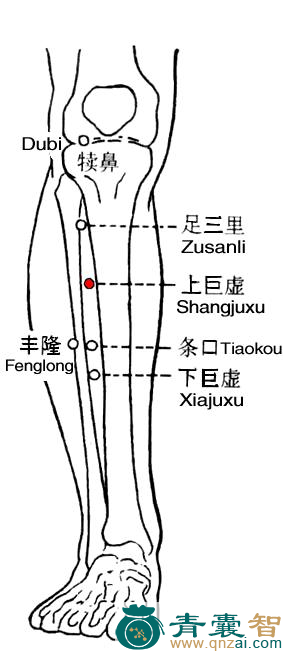 上巨虚穴的主治功效位置图解-青囊智