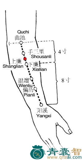 上廉穴的主治功效位置图解-青囊智