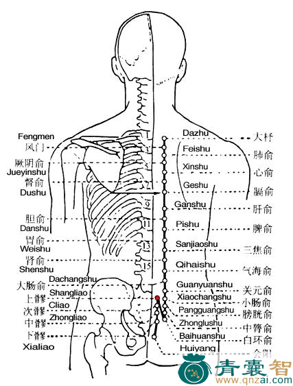 上髎穴的主治功效位置图解-青囊智