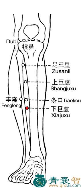 下巨虚穴的主治功效位置图解-青囊智