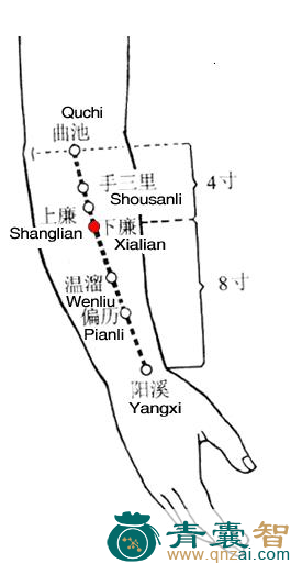 下廉穴的主治功效位置图解-青囊智