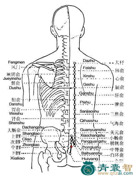 下髎穴的主治功效位置图解-青囊智