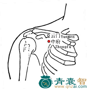 中府穴的主治功效位置图解-青囊智