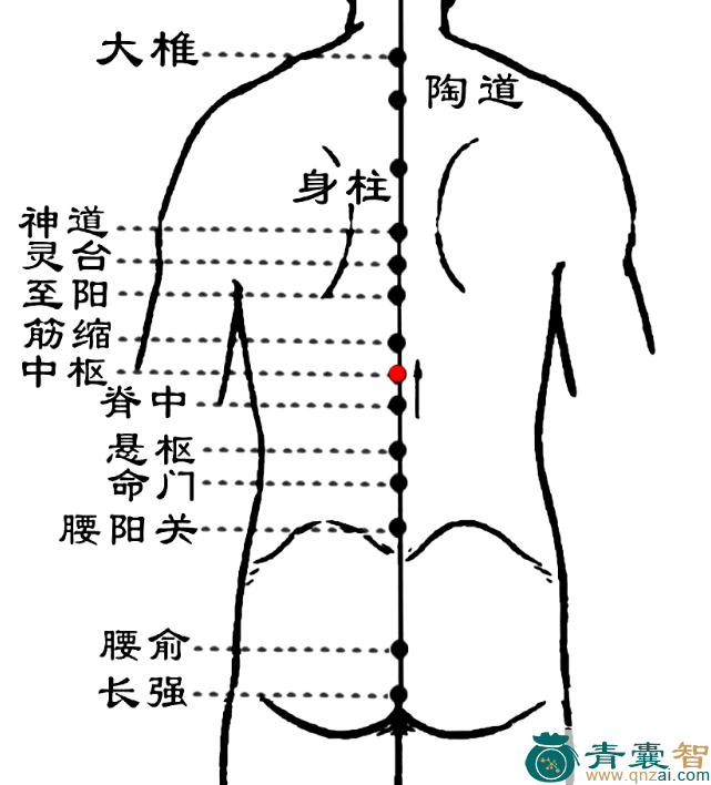 中枢穴的主治功效位置图解-青囊智