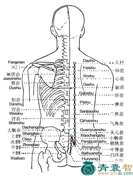 中膂俞穴的主治功效位置图解-青囊智