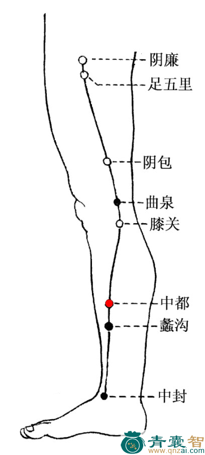 中都穴的主治功效位置图解-青囊智