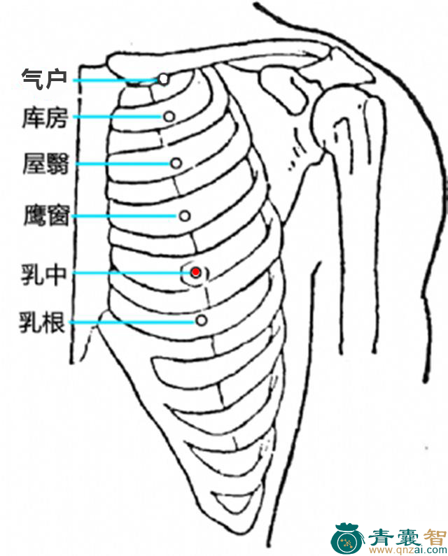 乳中穴的主治功效位置图解-青囊智