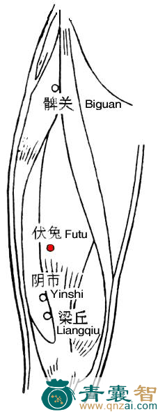 伏兔穴的主治功效位置图解-青囊智