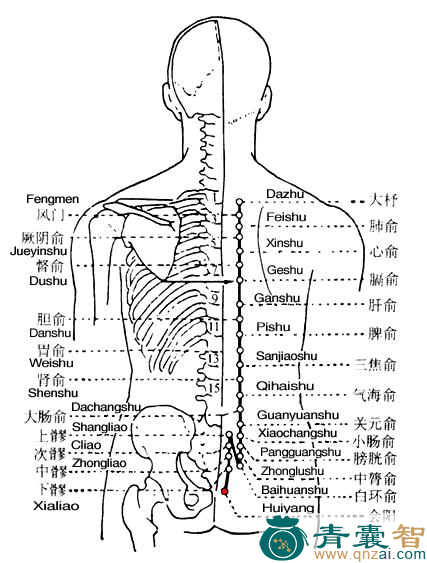 会阳穴的主治功效位置图解-青囊智