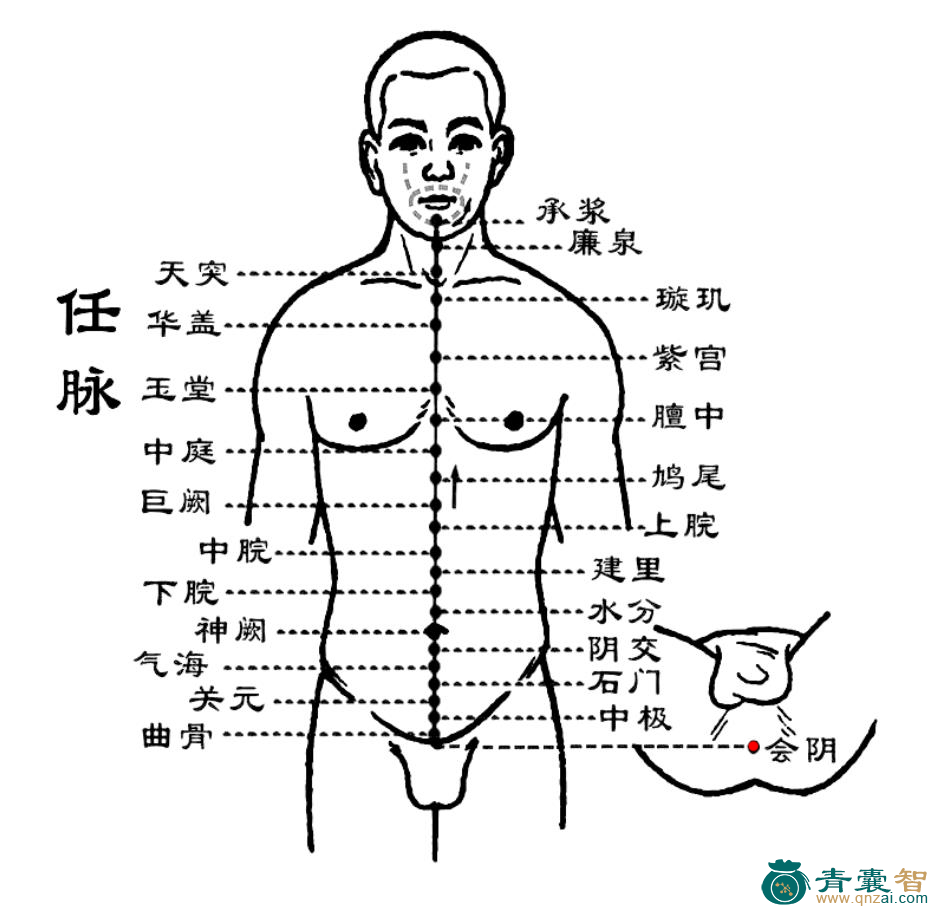 会阴穴的主治功效位置图解-青囊智