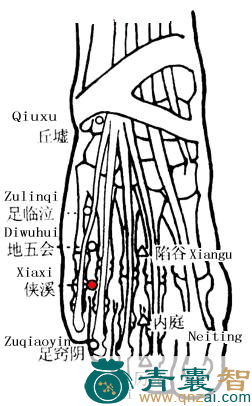 侠溪穴的主治功效位置图解-青囊智