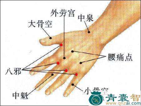 八邪穴的主治功效位置图解-青囊智