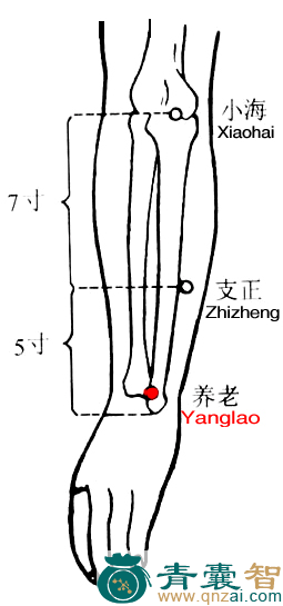 养老穴的主治功效位置图解-青囊智