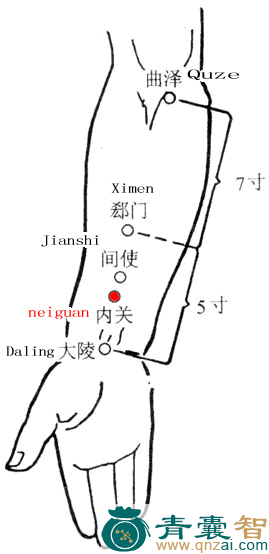 内关穴的主治功效位置图解-青囊智