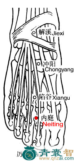 内庭穴的主治功效位置图解-青囊智