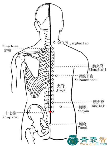 十七椎穴的主治功效位置图解-青囊智