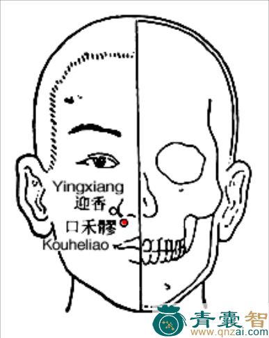 口禾髎穴的主治功效位置图解-青囊智