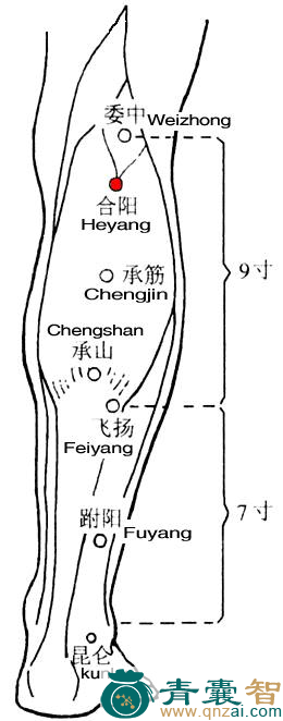 合阳穴的主治功效位置图解-青囊智