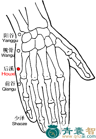 后溪穴的主治功效位置图解-青囊智