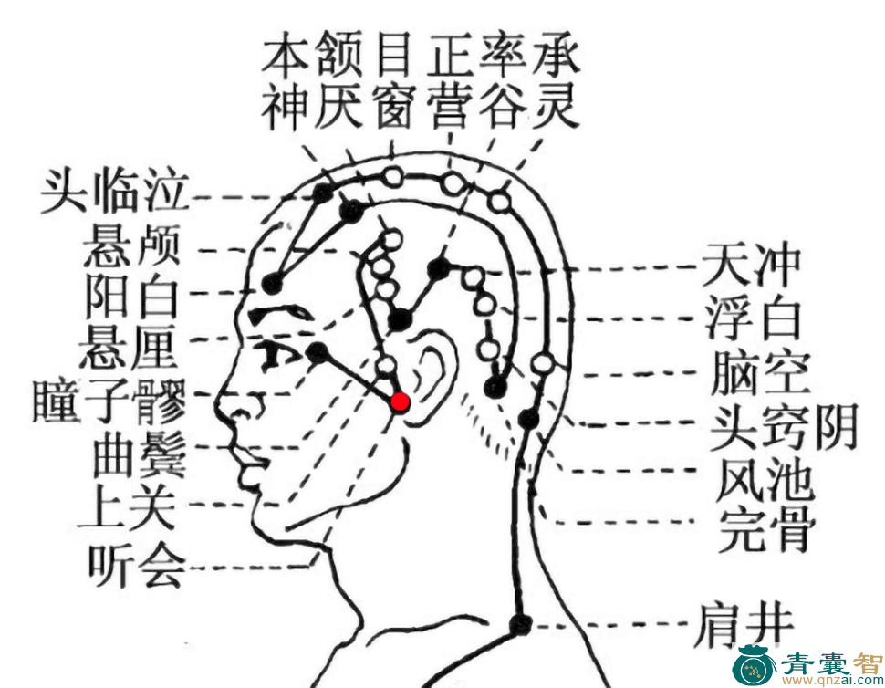 听会穴的主治功效位置图解-青囊智