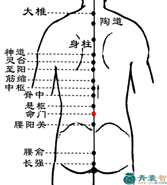 命门穴的主治功效位置图解-青囊智