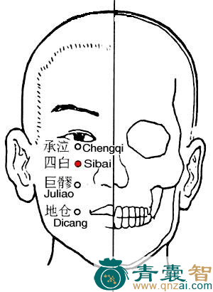 四白穴的主治功效位置图解-青囊智