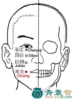 地仓穴的主治功效位置图解-青囊智