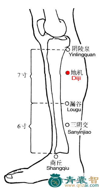 地机穴的主治功效位置图解-青囊智