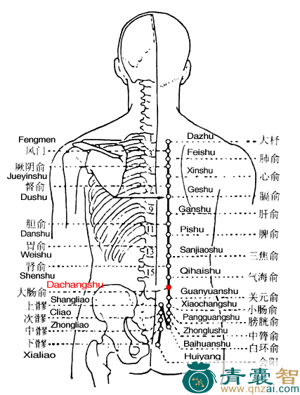 大肠俞穴的主治功效位置图解-青囊智