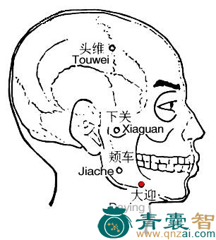 大迎穴的主治功效位置图解-青囊智