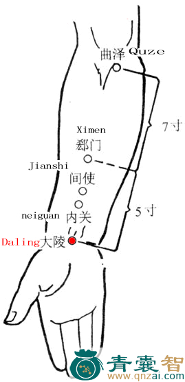 大陵穴的主治功效位置图解-青囊智