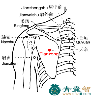 天宗穴的主治功效位置图解-青囊智