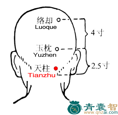 天柱穴的主治功效位置图解-青囊智