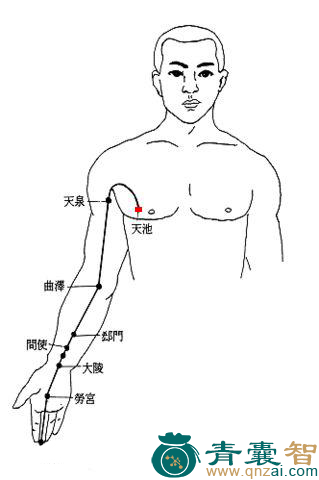 天池穴的主治功效位置图解-青囊智