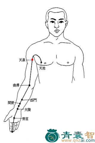 天泉穴的主治功效位置图解-青囊智