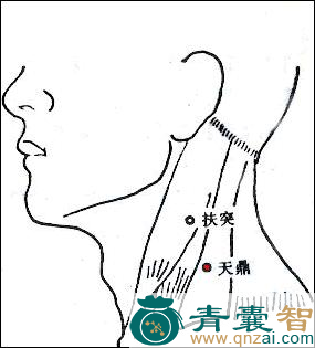 天鼎穴的主治功效位置图解-青囊智