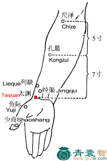 太渊穴的主治功效位置图解-青囊智