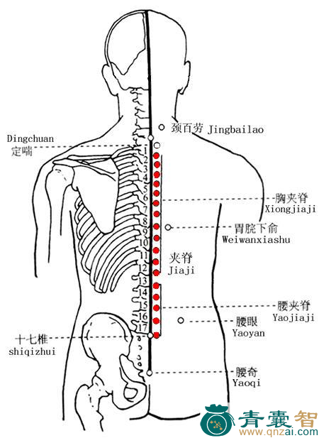 夹脊穴的主治功效位置图解-青囊智