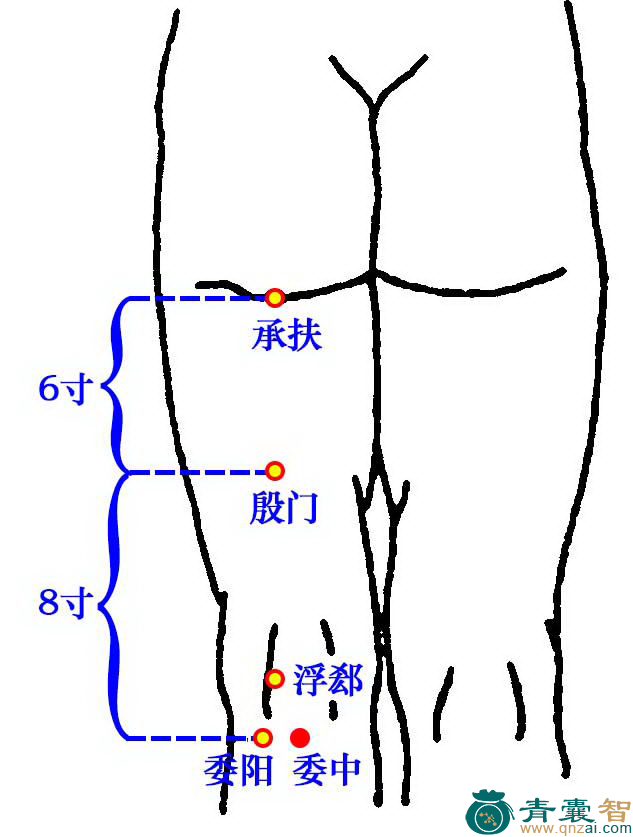 委中穴的主治功效位置图解-青囊智