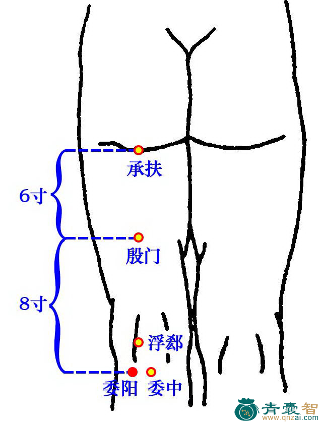 委阳穴的主治功效位置图解-青囊智