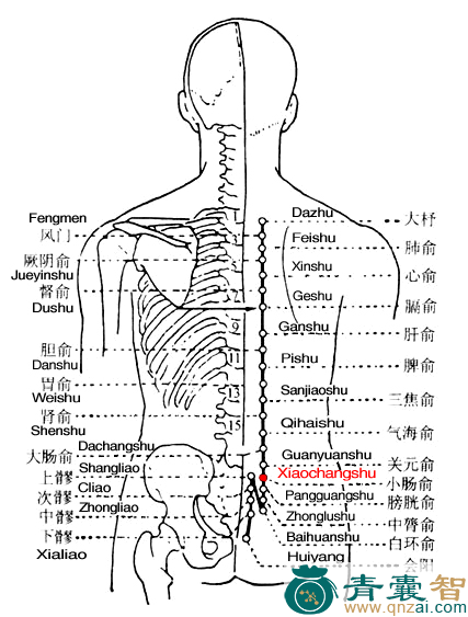 小肠俞穴的主治功效位置图解-青囊智