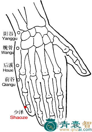 少泽穴的主治功效位置图解-青囊智