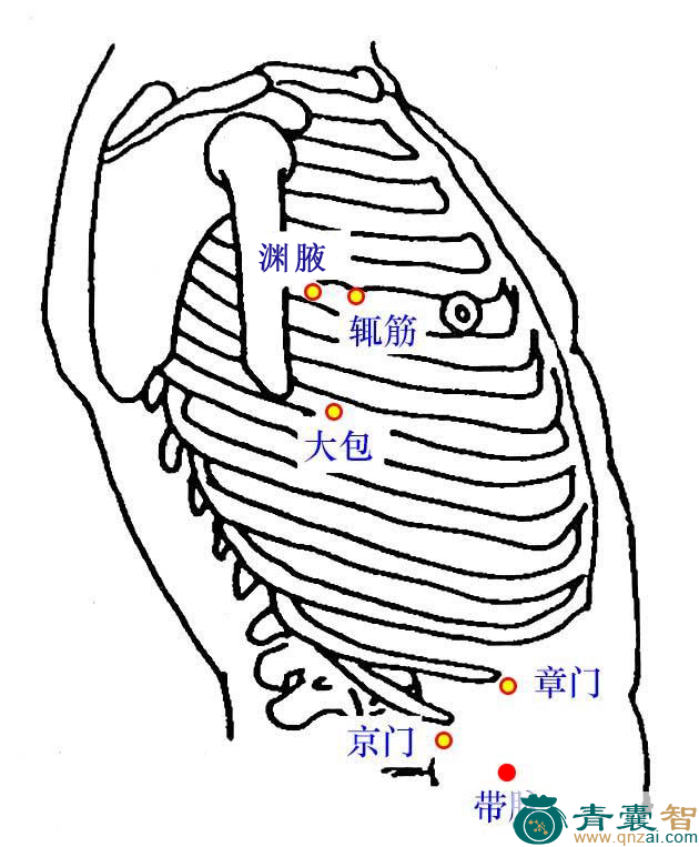带脉穴的主治功效位置图解-青囊智