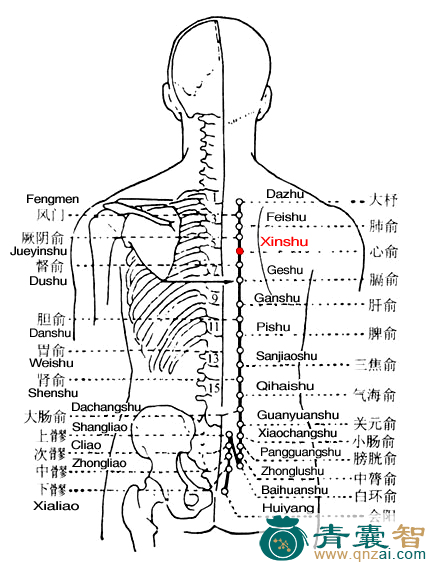 心俞穴的主治功效位置图解-青囊智