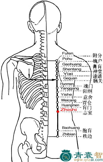 志室穴的主治功效位置图解-青囊智