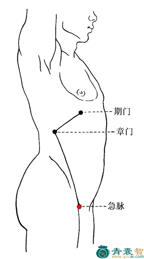 急脉穴的主治功效位置图解-青囊智