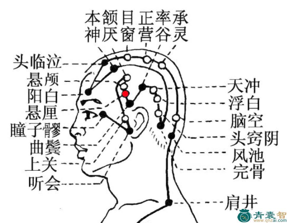 悬厘穴的主治功效位置图解-青囊智