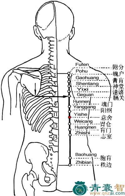 意舍穴的主治功效位置图解-青囊智